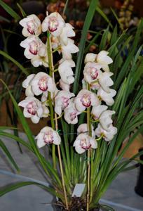 Cymbidium Awesome Era