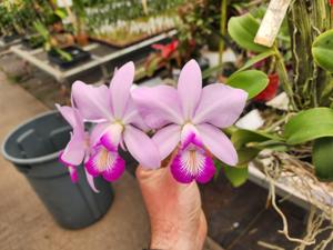 Cattleya Memorial Chuang Wen-Hsien