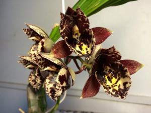 Catasetum Karen Armstrong