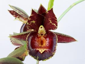 Catasetum Karen Armstrong