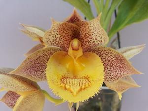 Catasetum Karen Armstrong