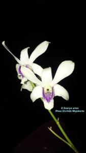 Dendrobium Soerya Aries