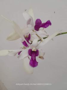 Dendrobium Soerya Aries