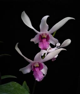 Dendrobium Soerya Aries