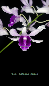 Dendrobium Edfrans Jewel