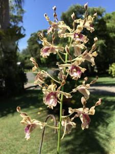 Dendrobium Kiki Hendarsyah