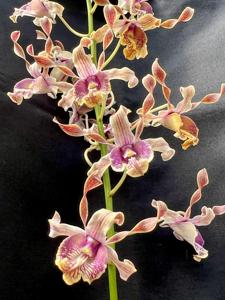 Dendrobium Kiki Hendarsyah