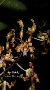 Dendrobium Dhina Margrieta