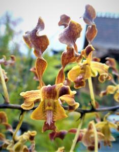 Dendrobium Dhina Margrieta