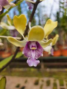 Dendrobium Imelda Marina Masagung