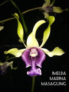 Dendrobium Imelda Marina Masagung