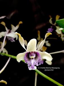 Dendrobium Imelda Marina Masagung