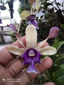 Dendrobium Imelda Marina Masagung