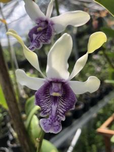 Dendrobium Imelda Marina Masagung