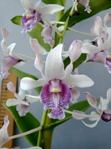 Dendrobium Imelda Marina Masagung