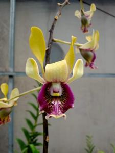 Dendrobium Imelda Marina Masagung