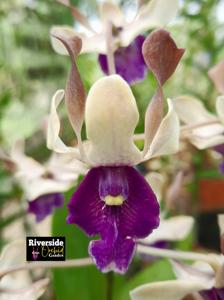 Dendrobium Imelda Marina Masagung