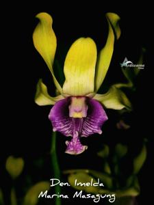 Dendrobium Imelda Marina Masagung