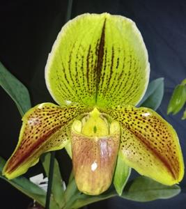 Paphiopedilum Johann Chr. Wichmann