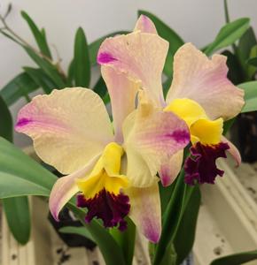 Cattleya Life's Melody