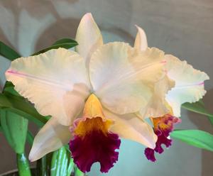 Cattleya Life's Melody