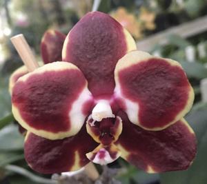 Phalaenopsis Frog Hollow Black Cherry Sundae