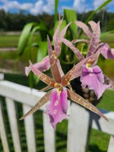 Bratonia Lavender Kiss