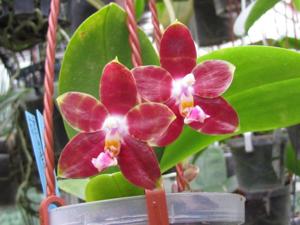 Phalaenopsis Yaphon Goodboy