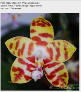 Phalaenopsis Yaphon Nicegirl