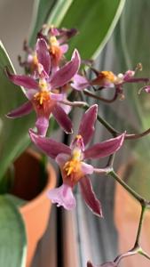 Oncidium Katrin Zoch