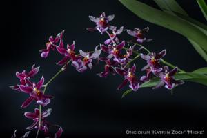 Oncidium Katrin Zoch