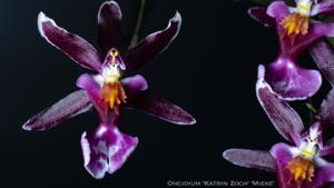 Oncidium Katrin Zoch