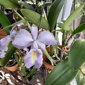 Cattleya Hsinying Max-walker