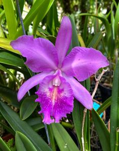 Cattleya Hsinying Max-walker