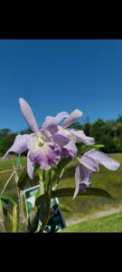 Cattleya Hsinying Max-walker