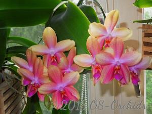 Phalaenopsis Sweet Memory