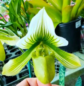 Paphiopedilum Hilo Super Citron