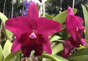 Rhyncholaeliocattleya My Precious