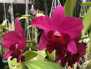 Rhyncholaeliocattleya My Precious