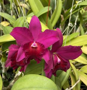 Rhyncholaeliocattleya My Precious