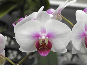 Phalaenopsis Younghome Angel