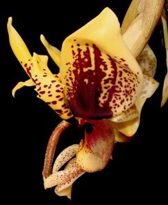 Stanhopea Verhoffiana