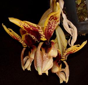 Stanhopea Verhoffiana