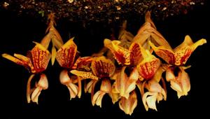 Stanhopea Verhoffiana