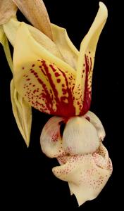 Stanhopea Verhoffiana