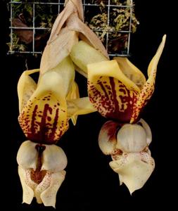 Stanhopea Verhoffiana