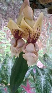 Stanhopea Verhoffiana