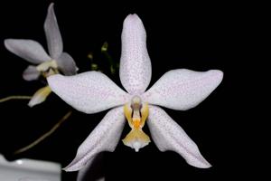 Phalaenopsis Aladdin