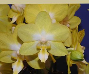 Phalaenopsis I-Lan Crystal Yellow