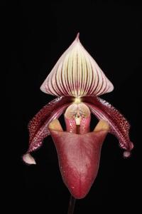 Paphiopedilum Lachmee